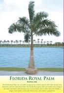 Royal Palm