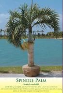 Spindle Palm