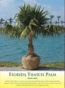 Thatch Palm
