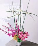 Orchid Delight