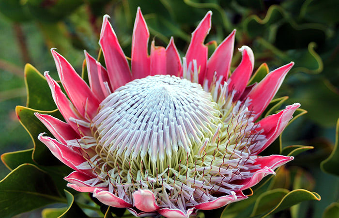 All About Protea  Walter Knoll Florist Saint Louis