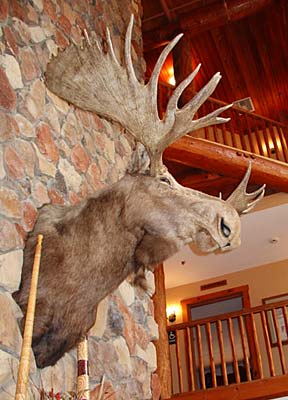 moose1 moose1