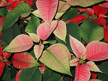 pink-green pink-green