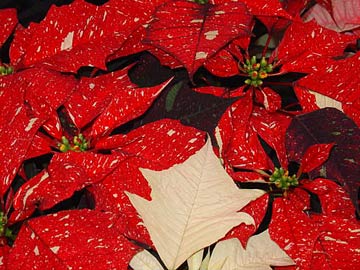 red-white-splatter red-white-splatter