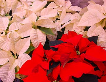 red-white red-white