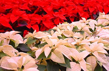 white-red white-red