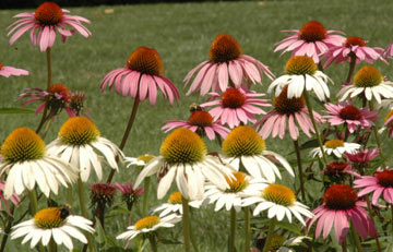 DSC_6817web Coneflowers at the Wrights