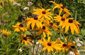 DSC_6831web