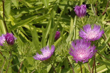 DSC_6837web
