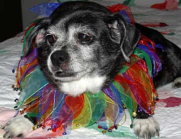 Jester_Judy_100928185950
