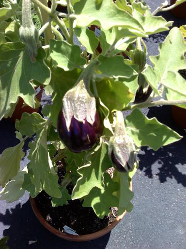 Eggplant
