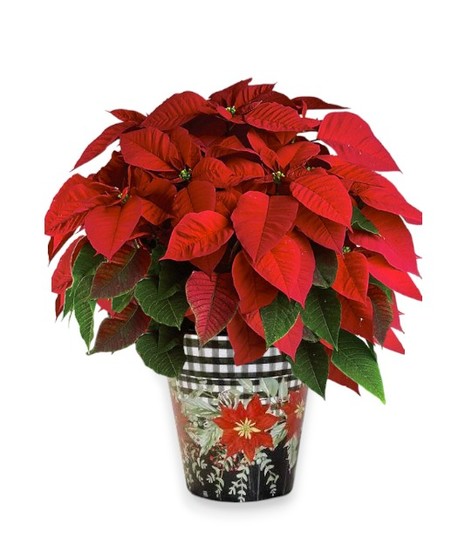 Jumbo Poinsettia Pot