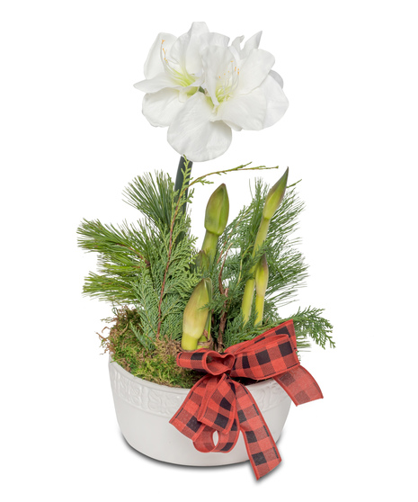 Amaryllis Dish Garden