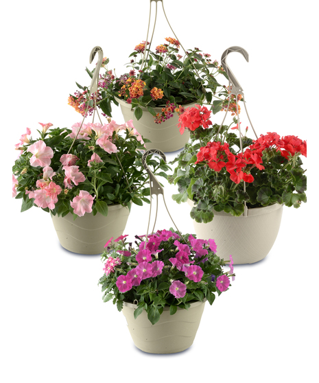 Hanging Baskets