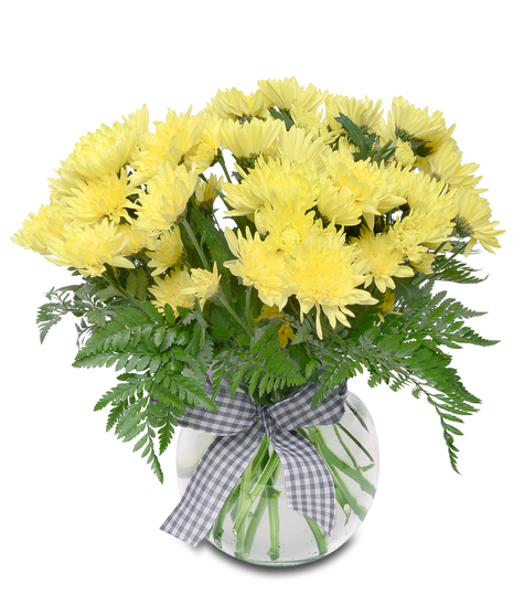 Summer Daisy Special