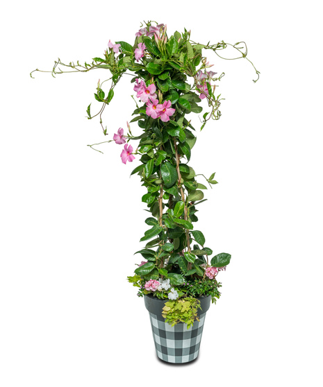 Flowering Plants