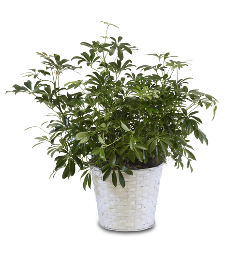 Arboricola
