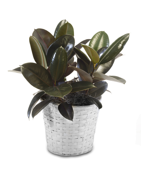 Rubber Plant