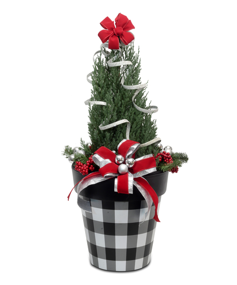 Winter Juniper Tree