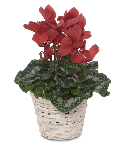 Charming Cyclamen