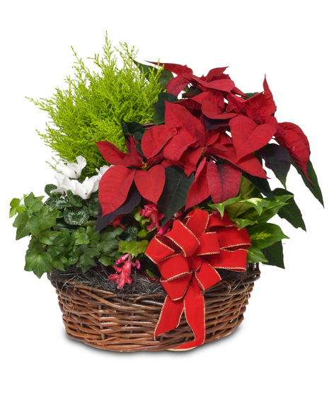 A wonderful living holiday display. Basket filled with multiple blooming plants.