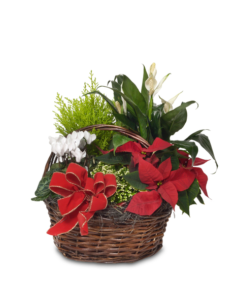 A wonderful living holiday display. Basket filled with multiple blooming plants.