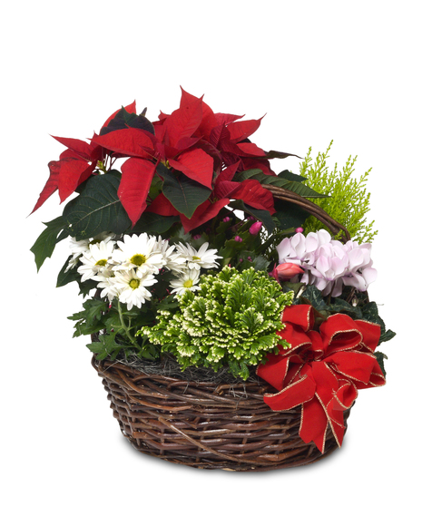 A wonderful living holiday display. Basket filled with multiple blooming plants.