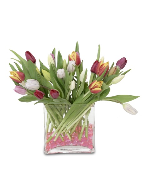 Spring Tulips