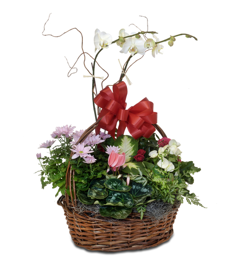 DREAMY BLOOMING BASKET