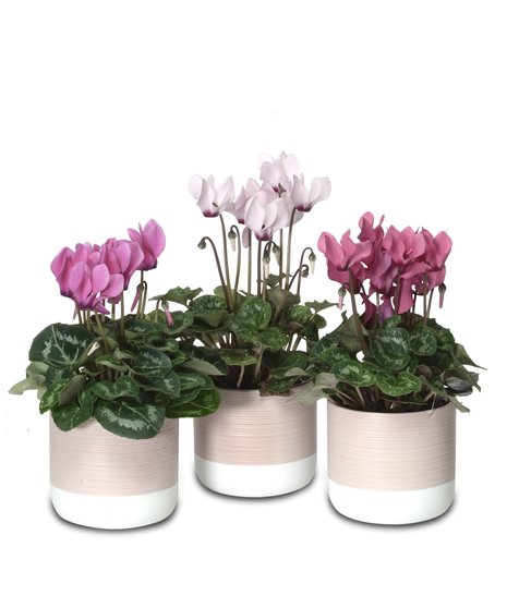 Flowering Plants