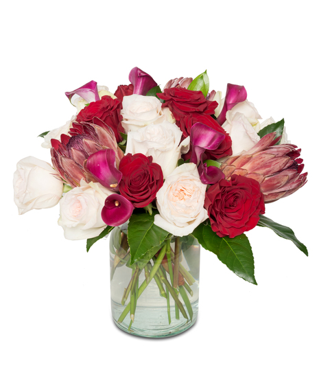 Romantic bouquet featuring Pink Mink Protea, blush O'Hara roses, red standard roses, and plum calla lilies—a blend for timeless romance.