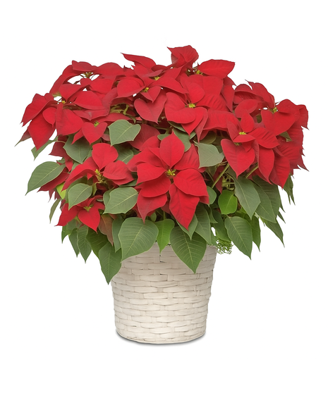 Large Poinsettias in 8 inch diameter pot