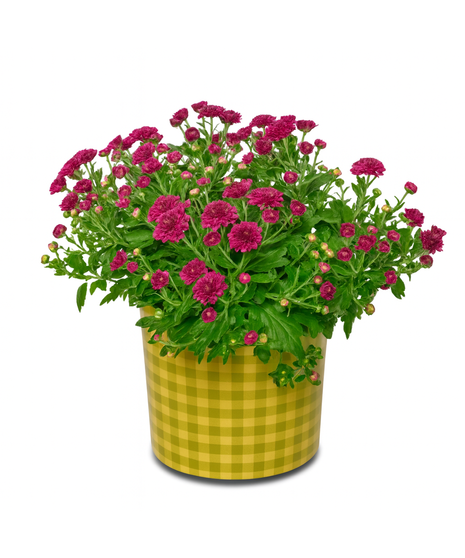 Gingham Mum