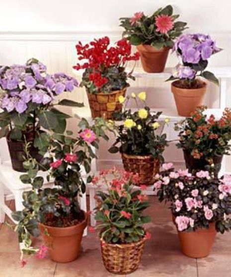 Blooming Seasonal Plant "