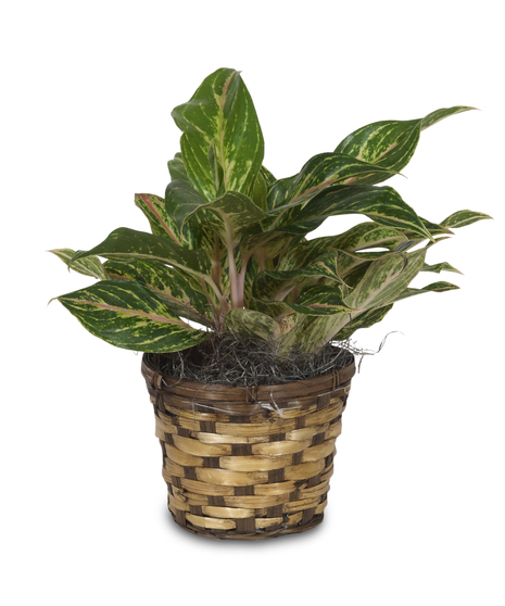 Aglaonema Plant