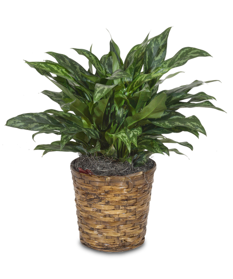 Aglaonema Plant