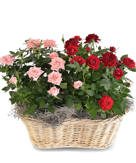 Rose Garden Basket