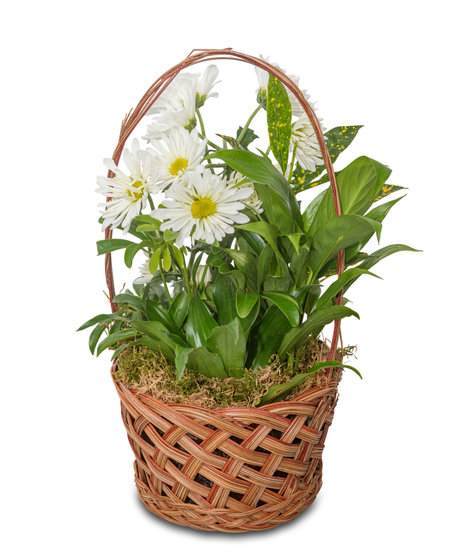 Green Plants Assortment