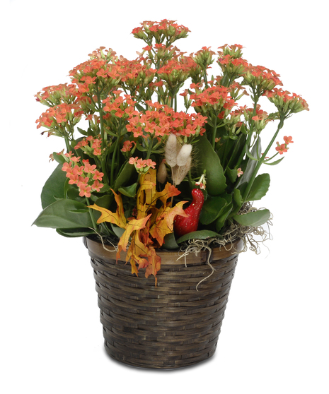 Kalanchoe Plant