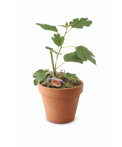 April Plant of the Month: Fig Plant