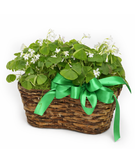 Shamrock Double Buddy