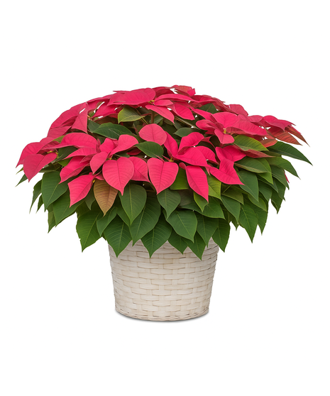 Image featuring a vibrant red Large 8-inch Poinsettia, embodying the spirit of Santa's joyous gift for festive holiday decor