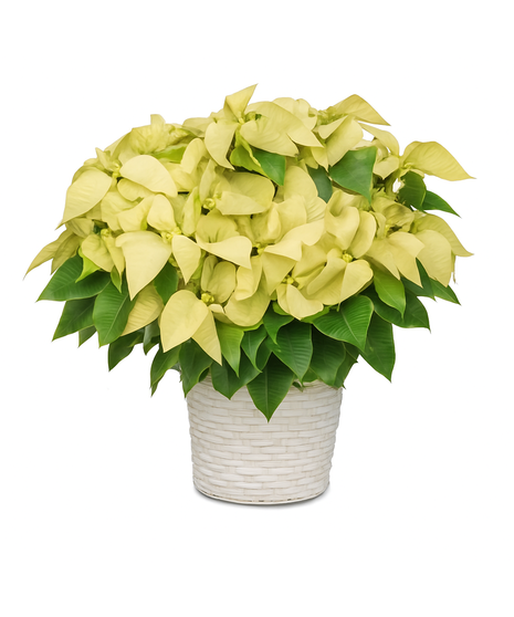 Image featuring a vibrant red Large 8-inch Poinsettia, embodying the spirit of Santa's joyous gift for festive holiday decor