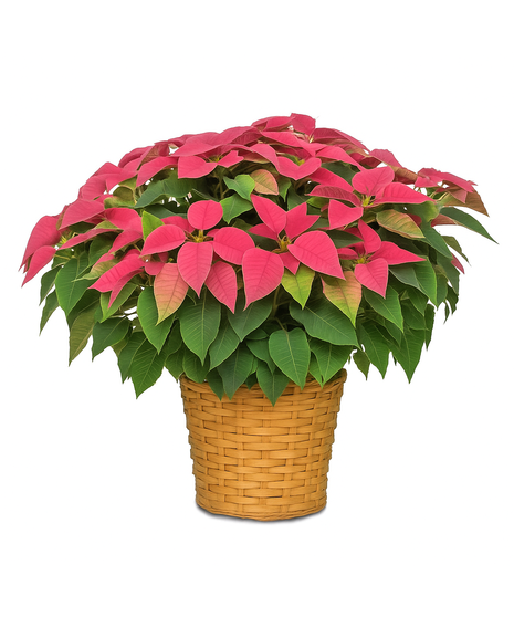 Image featuring large red, pink, and white poinsettias in a charming white basket, offering an opulent holiday display.