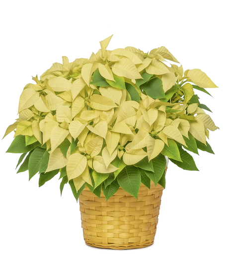 Image featuring large red, pink, and white poinsettias in a charming white basket, offering an opulent holiday display.