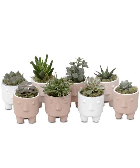 Planter with Succulents