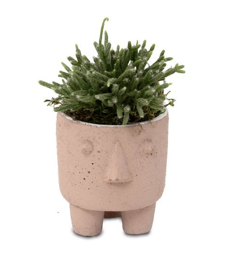 Desk Buddy Succulent  Walter Knoll Florist