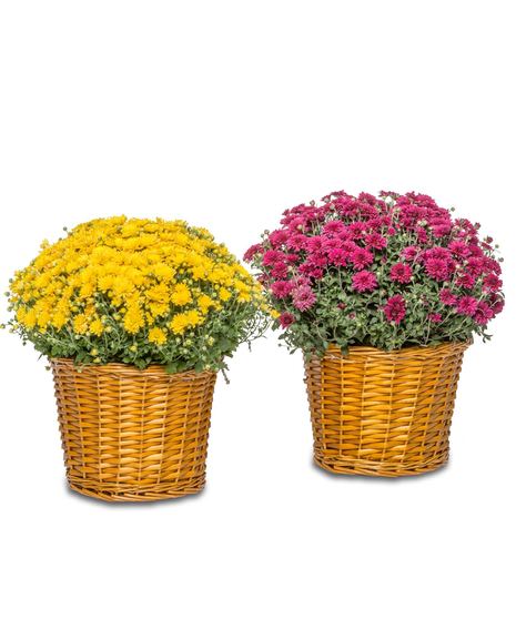 Fall Mums