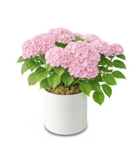 With Love, Hydrangea