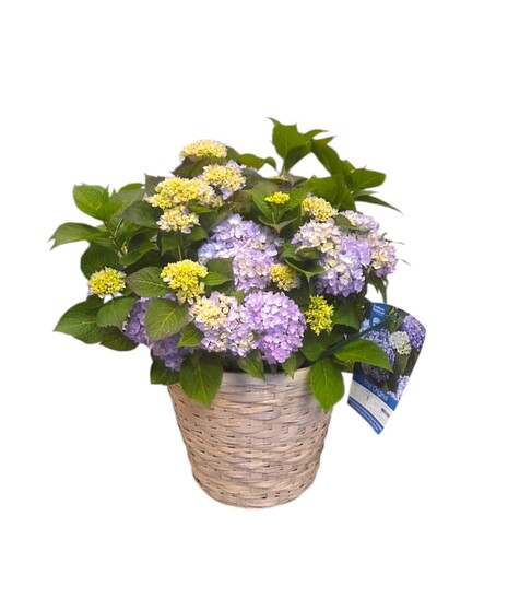 Endless Summer Hydrangea